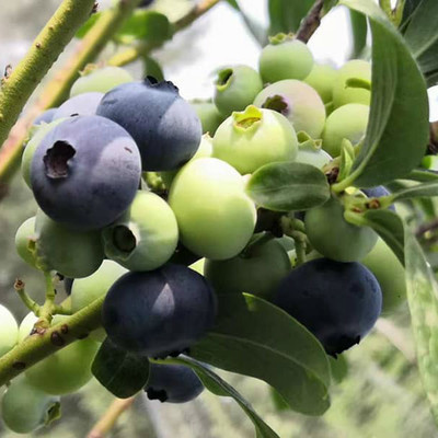 山东蓝莓苗培育种植基地