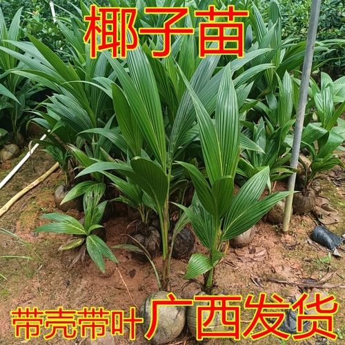 椰子苗青椰子苗 金椰子苗带椰壳果树苗 庭院种植绿植园艺常绿包邮