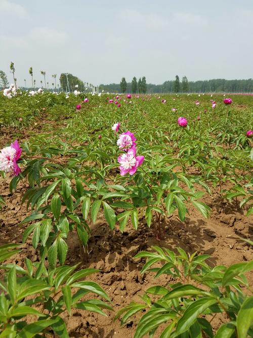 菏泽黄河园艺. 春季销售鲜切花, 秋季销售种苗啦.