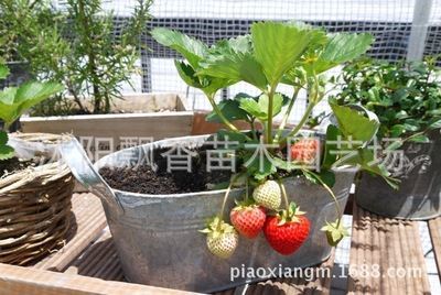 水果种子、种苗 批发盆栽四季草莓苗 优质奶油等草莓苗 四季果树苗当年结果 果树-沭阳飘香苗木园艺场提供水果种子、种苗 批发盆栽四季草莓苗 优质奶油等草莓苗 四季果树苗当年结果 果树的相关介绍、产品、服务、图片、价格沭阳飘香苗木园艺场、绿化苗木、花卉、盆景、种植销售、绿化工程、等