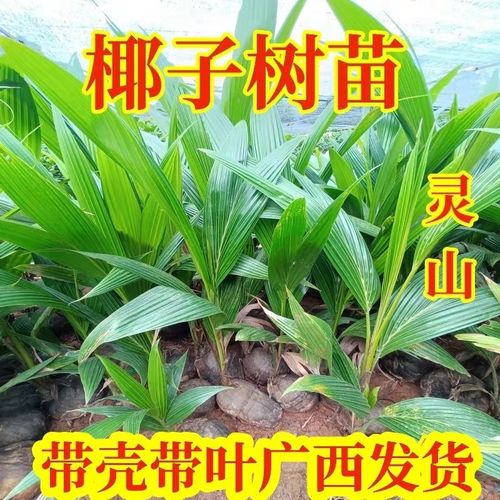 泰国金椰子苗青椰子苗庭院种植绿植园艺带壳盆栽好种易活包邮发货