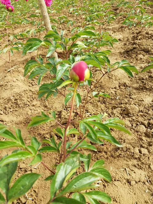 菏泽黄河园艺. 春季销售鲜切花, 秋季销售种苗啦.