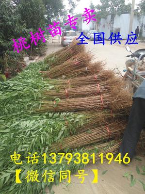 河南新乡种植基地蟠桃树苗批发