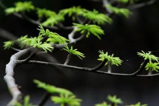 福建金钱松种植基地哪家好采购商多少钱