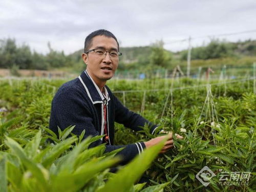 商品人参果种植基地 集散地一一石林让高原特色农业长成农民致富 金果果