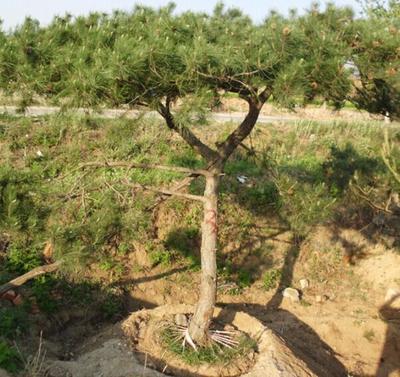 油松苗种植基地、泰山油松苗批发,高成活率,泰安开发区泊成苗木销售中心,价格详谈,欢迎选购