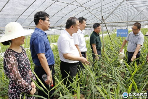 省农业技术推广总站专家来校调研生姜种植模式创新