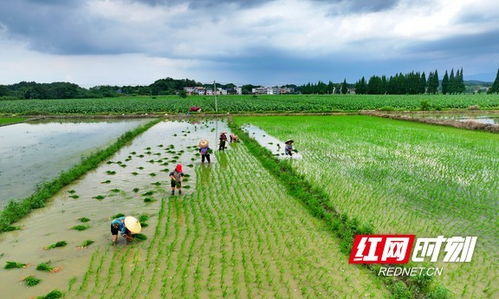 组图 湖南常宁 夏日农事忙