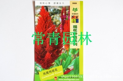 【常青园林 沃施园艺观花种植系列 凤尾鸡冠花种子 批量销售】价格,厂家,图片,花卉种子种苗,邵阳市大祥区常青园林机械园艺经营部-