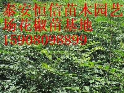 青大棚花椒苗价格