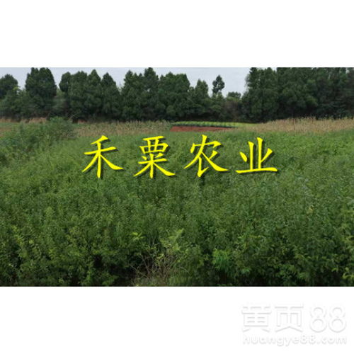 【广西蜂糖李苗生产基地。蜂糖李苗种植基地】- 