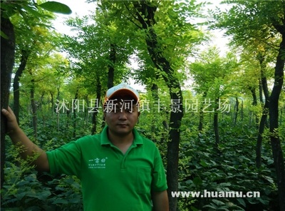 【黄金槐供应|种植销售绿化苗木、花卉盆景、种子种苗。沭阳县新河镇丰景园艺场商铺