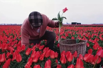 行业动态 丨花卉电商销售市场持续升温